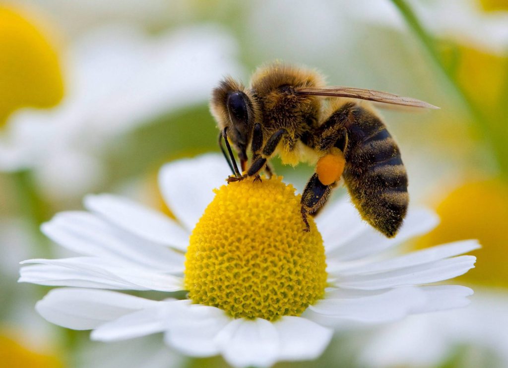 Imágenes de abejas