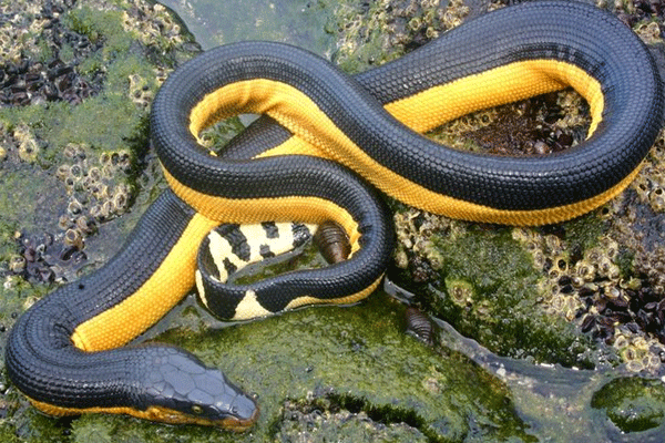 Las serpientes venenosas de El Salvador
