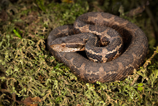 Las serpientes venenosas de El Salvador