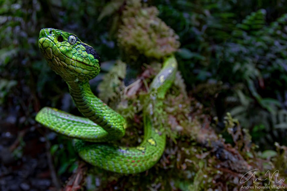 Serpientes Venenosas de Guatemala