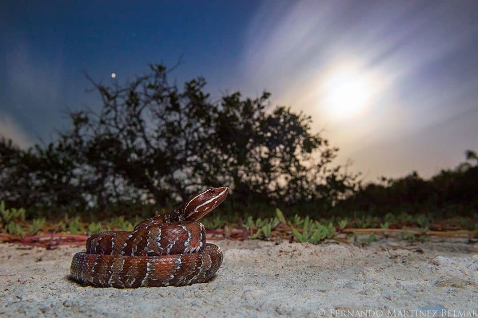 serpientes venenosas de Guatemala