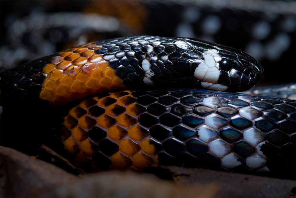 Serpientes de Guatemala