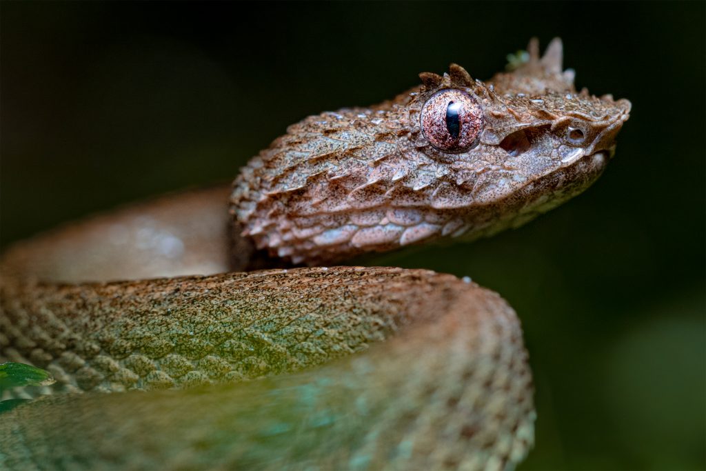 Serpientes venenosas de Guatemala