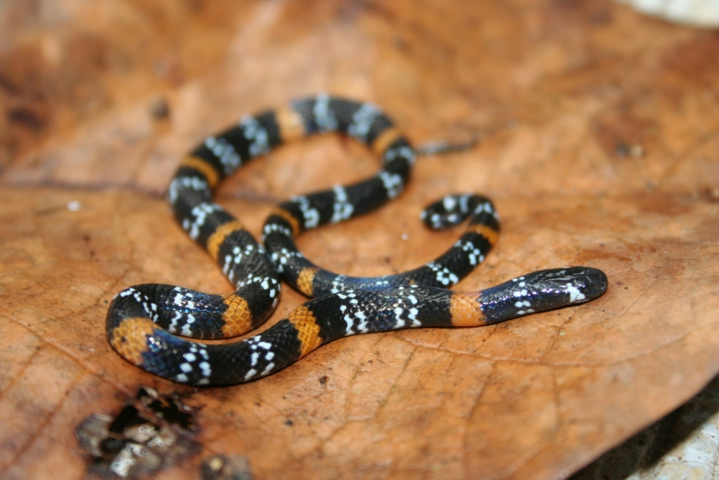 Serpientes venenosas de Guatemala