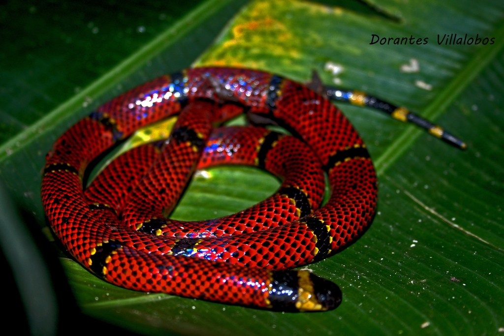 Las serpientes venenosas de Guatemala
