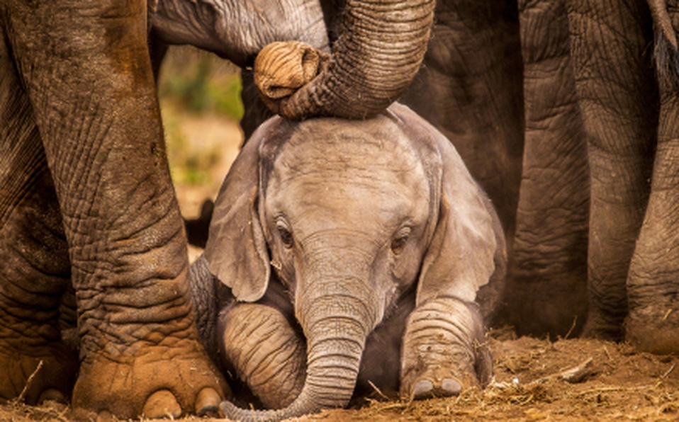 10 años de prisión por matar a una elefante embarazada