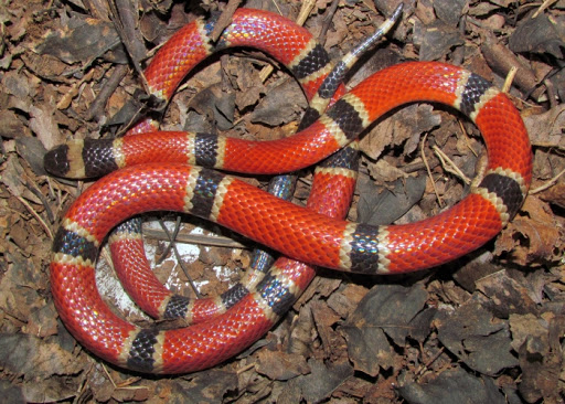 Las serpientes venenosas de Guatemala