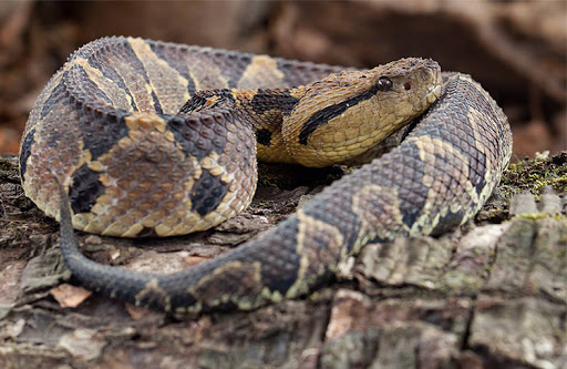 serpientes venenosas de Guatemala