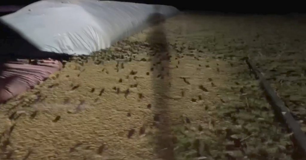 Australia: La plaga de ratones más grande de la historia
